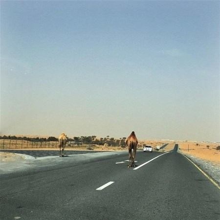 Foto - Zenginlik insana bakın neler yaptırıyor