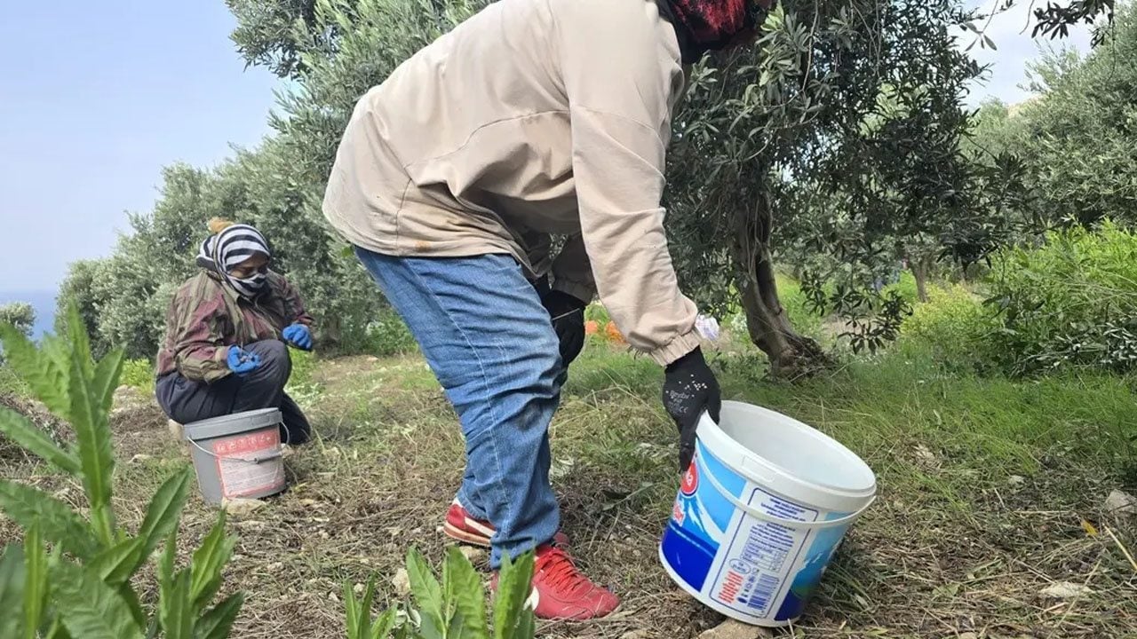 Foto - Zeytin almak isteyenler, kara kara düşünüyorsanız: 250 yıllık ağaçlarda yetişen halhalı zeytinin kilogram fiyatı 150 lira! 