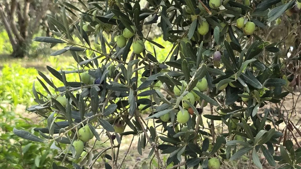 Foto - Zeytin almak isteyenler, kara kara düşünüyorsanız: 250 yıllık ağaçlarda yetişen halhalı zeytinin kilogram fiyatı 150 lira! 