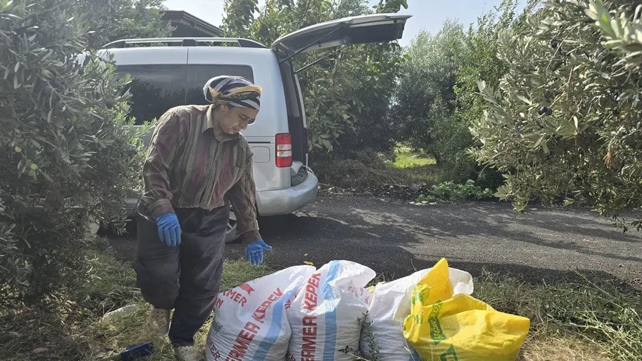 Foto - Zeytin almak isteyenler, kara kara düşünüyorsanız: 250 yıllık ağaçlarda yetişen halhalı zeytinin kilogram fiyatı 150 lira! 