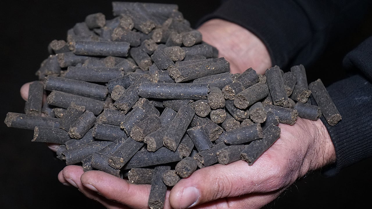 Zeytin çekirdeklerinin ne işe yaradığını kimse bilmiyor: Öyle bir şey yaptı ki... Yıllardır çöpe gidiyor