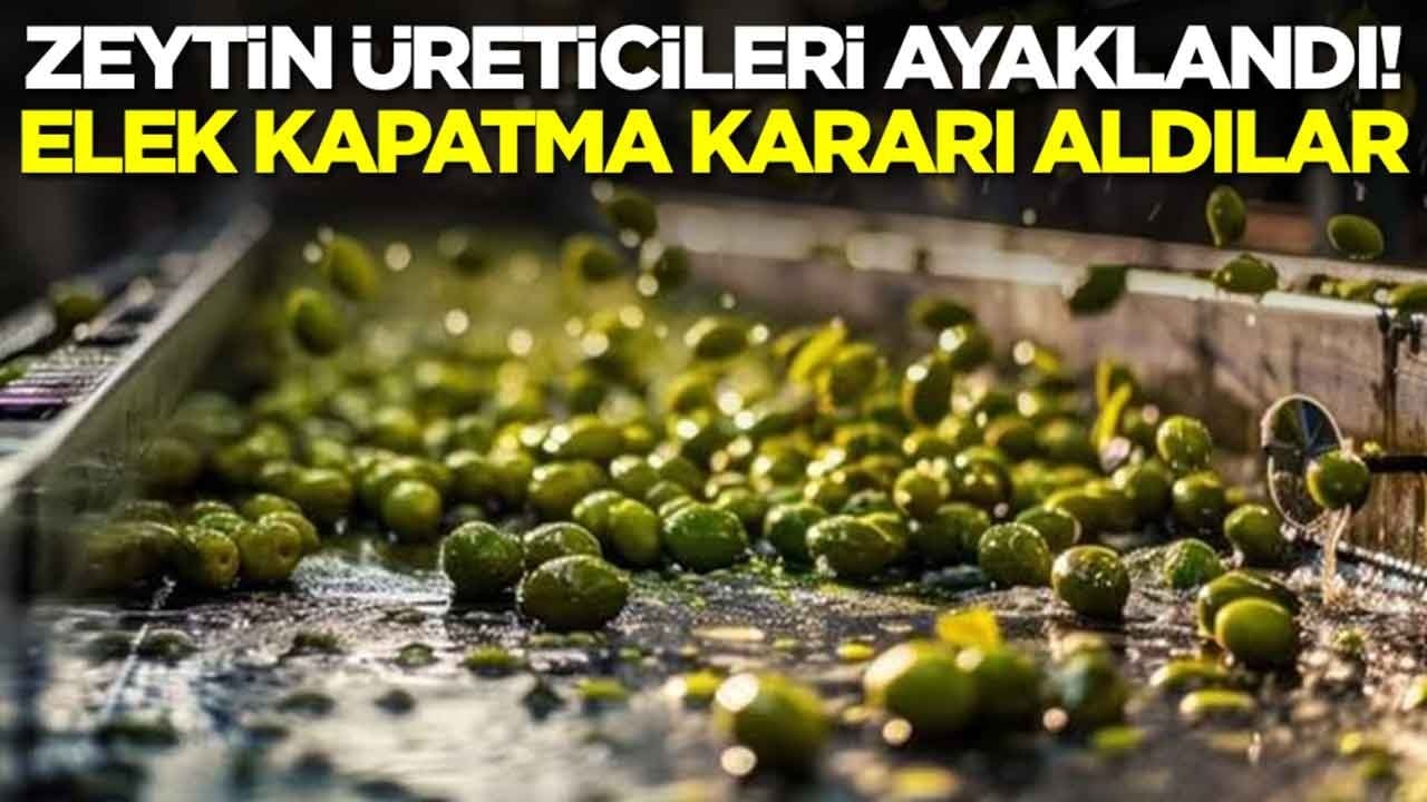 Zeytin üreticileri ayaklandı: Elek kapatma kararı aldılar