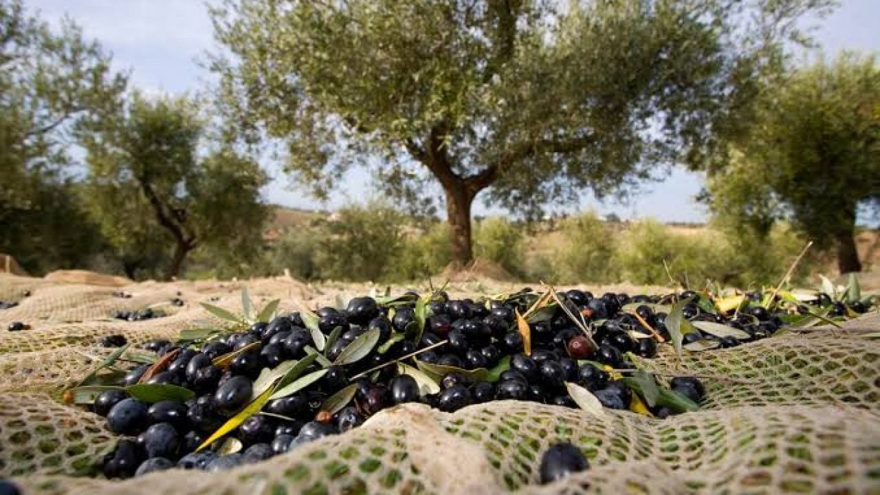 Foto - Zeytin üreticileri ayaklandı: Elek kapatma kararı aldılar
