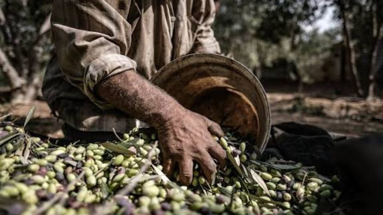 Foto - Zeytin üreticileri ayaklandı: Elek kapatma kararı aldılar