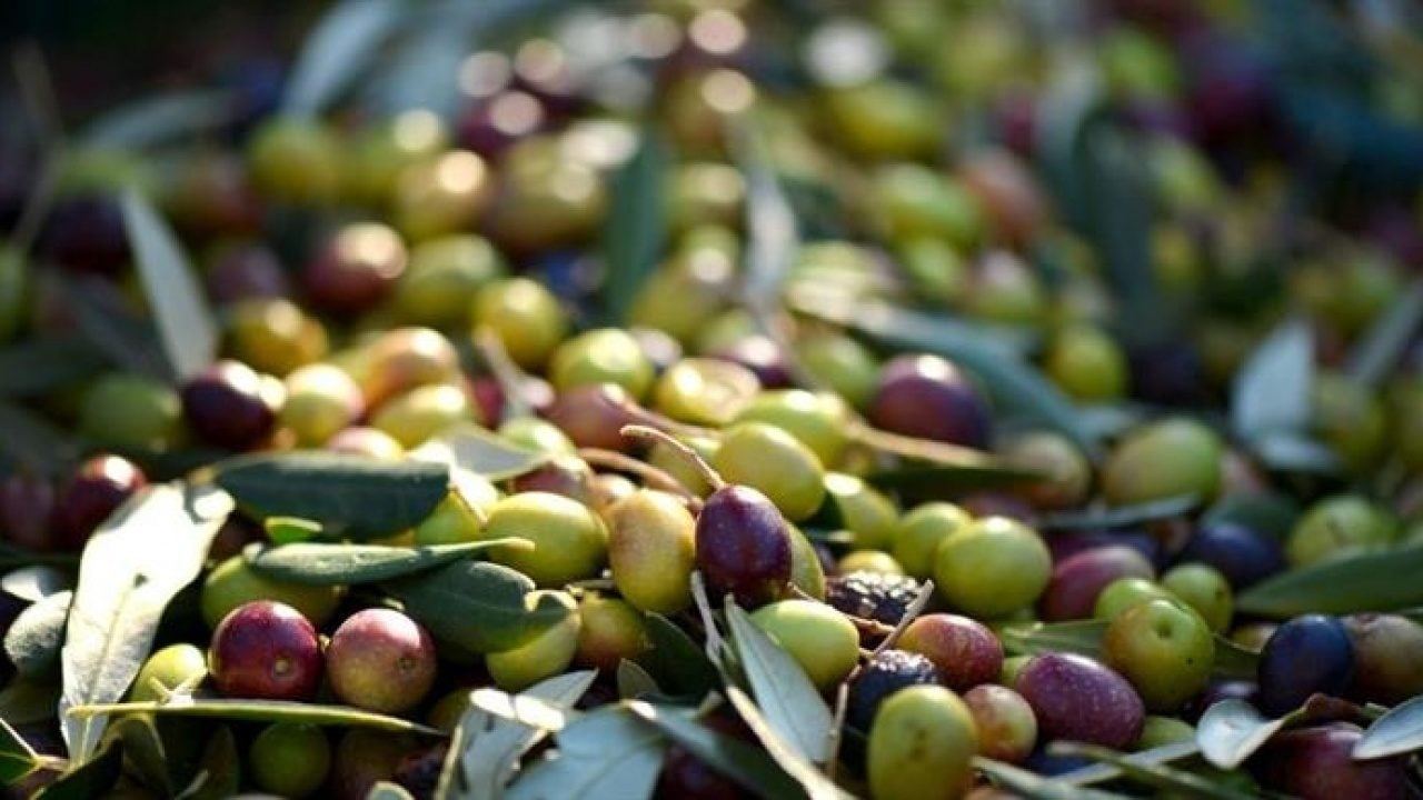 Foto - Zeytin üreticileri ayaklandı: Elek kapatma kararı aldılar