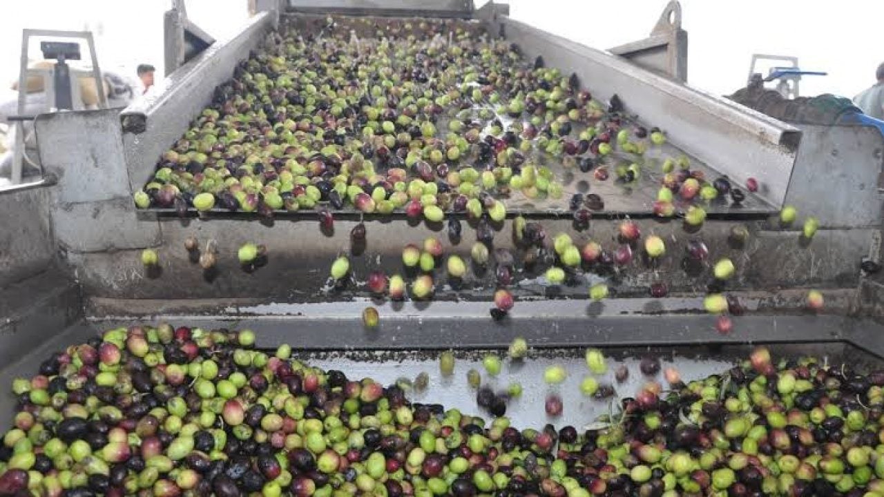 Foto - Zeytin üreticileri ayaklandı: Elek kapatma kararı aldılar