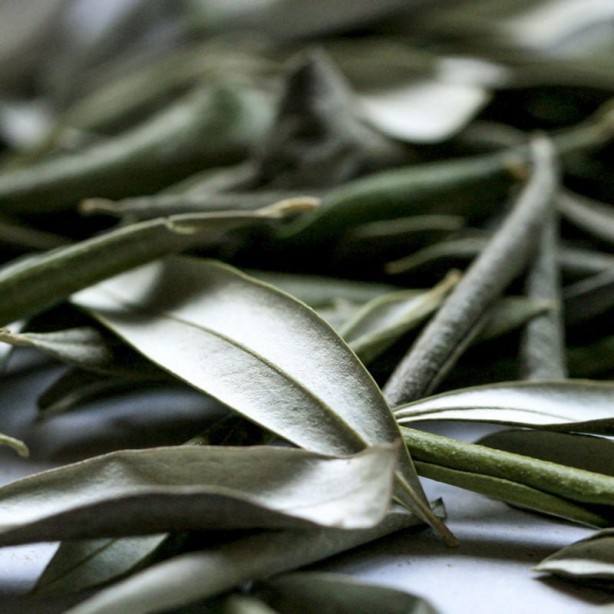 Foto - Zeytin yaprağı deyip geçmeyin: Gerçekler öyle bir ağır bastı ki duyan şaştı kaldı, dudak uçuklattı! Yapın