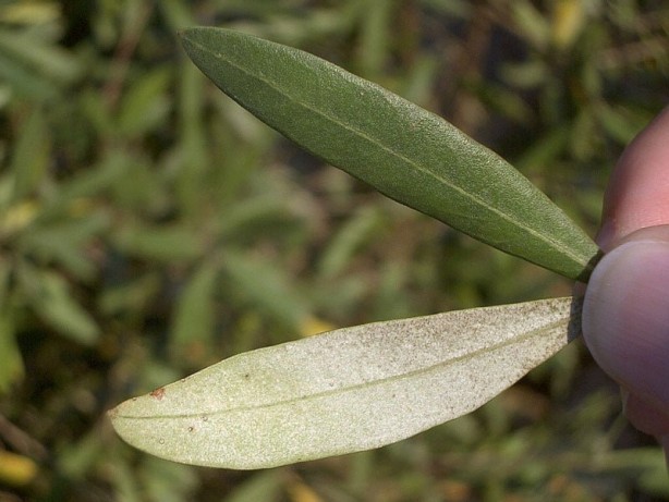 Foto - Zeytin yaprağı deyip geçmeyin: Gerçekler öyle bir ağır bastı ki duyan şaştı kaldı, dudak uçuklattı! Yapın