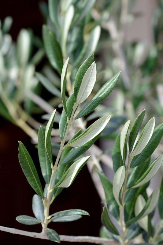 Foto - Zeytin yaprağı deyip geçmeyin: Gerçekler öyle bir ağır bastı ki duyan şaştı kaldı, dudak uçuklattı! Yapın