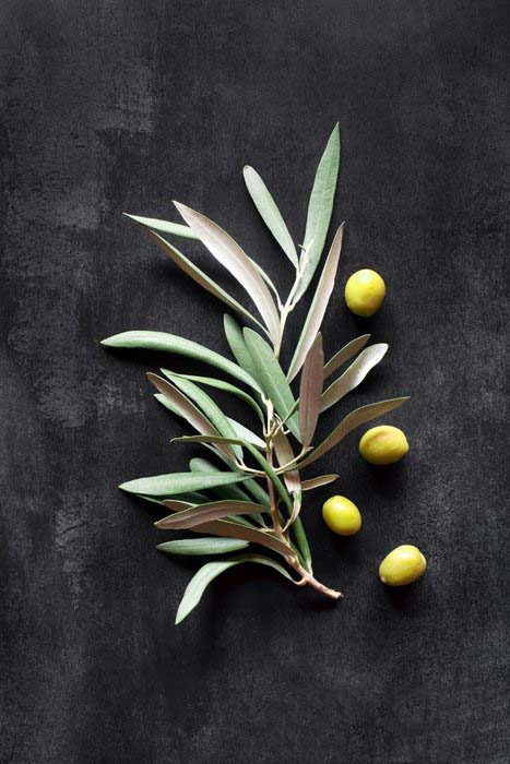 Foto - Zeytin yapraklarını atıyorduk meğerse muhteşem bir ilaçmış: Daha önce hiç görülmemiş inanılmaz faydaları mevcut