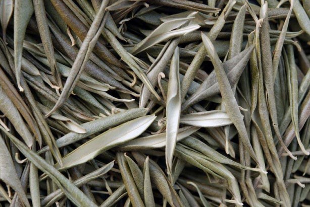 Zeytin yapraklarını atıyorduk meğerse muhteşem bir ilaçmış: Daha önce hiç görülmemiş inanılmaz faydaları mevcut