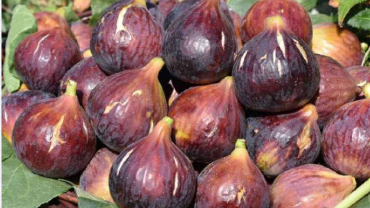 Foto - Zeytinlikler arasında bir ballı lezzet