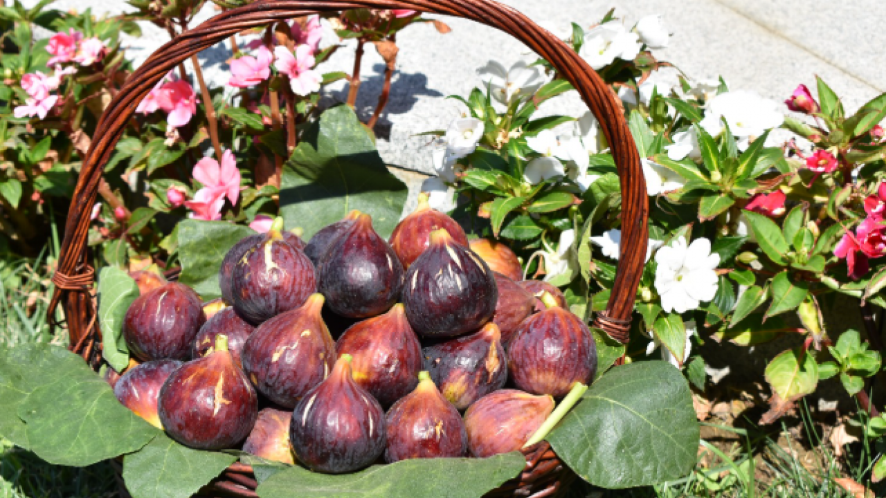Foto - Zeytinlikler arasında bir ballı lezzet