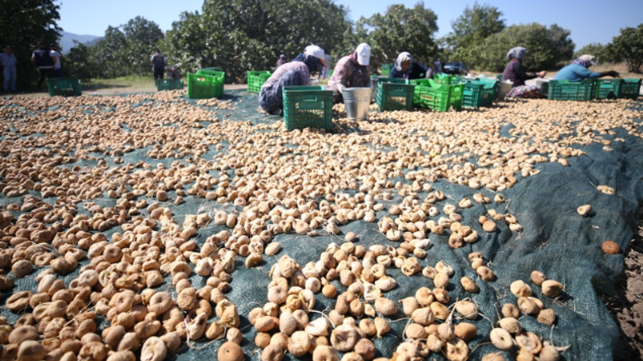 Foto - Zeytinlikler arasında bir ballı lezzet