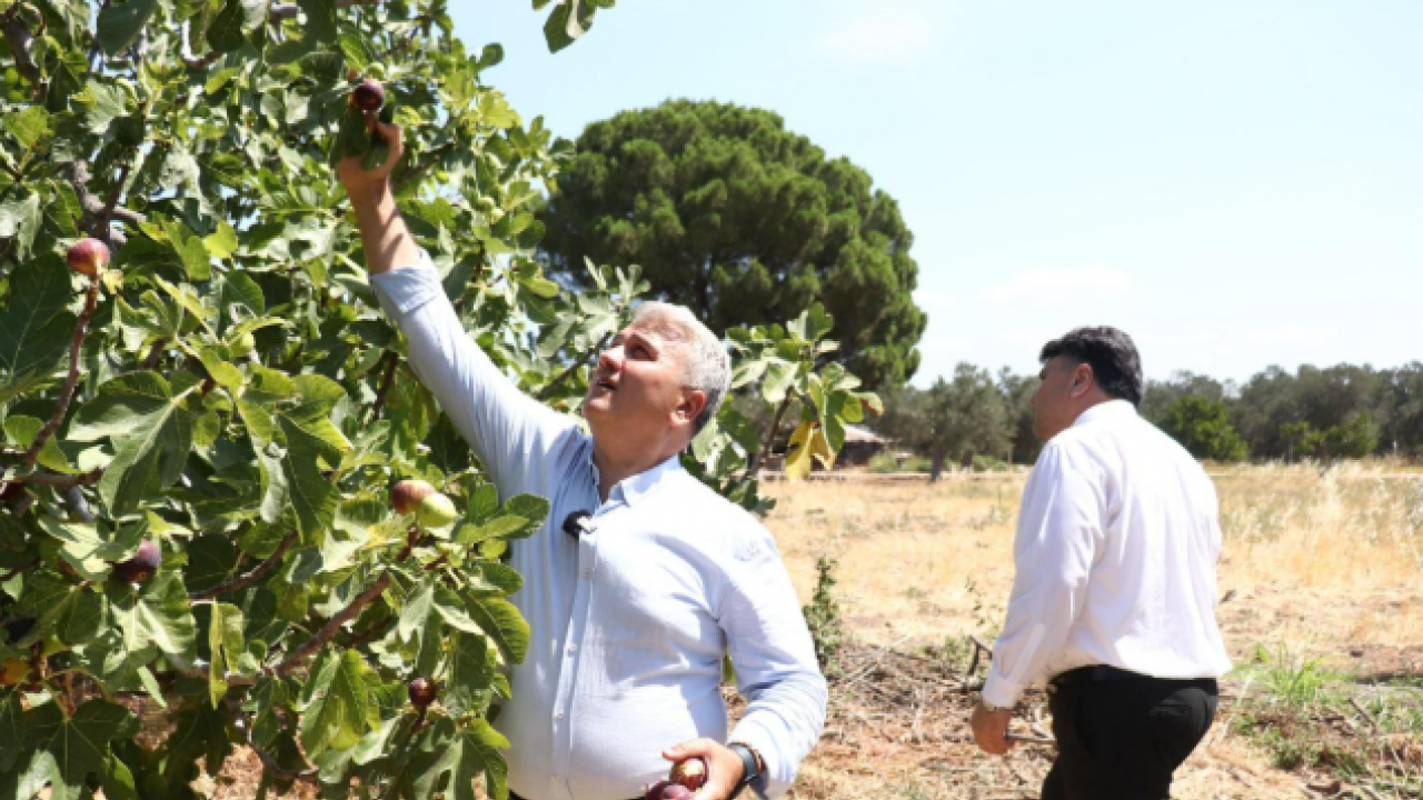 Zeytinlikler arasında bir ballı lezzet
