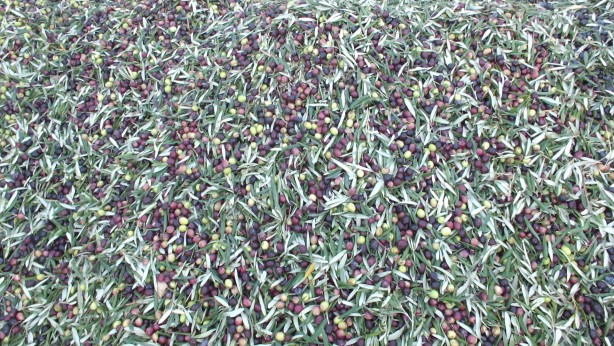 Foto - Zeytinyağı için çok kritik uyarı! Evinizde varsa hemen bunu yapın