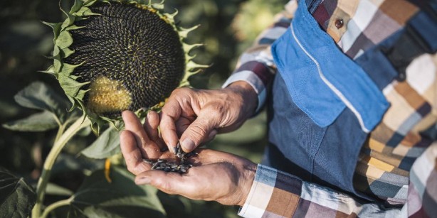 Foto - Zeytinyağı ve ayçiçek yağı fiyatlarında şok eden gelişme! Eyvah ki ne eyvah! Bakalım şimdi ne olacak 