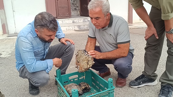 Foto - Zifte bulanmışlardı! İşte o kaplumbağaların son hali