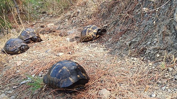 Foto - Zifte bulanmışlardı! İşte o kaplumbağaların son hali