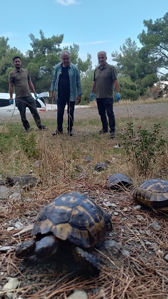 Foto - Zifte bulanmışlardı! İşte o kaplumbağaların son hali