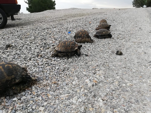 Foto - Zifte bulanmışlardı! İşte o kaplumbağaların son hali