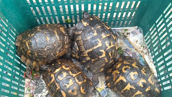 Foto - Zifte bulanmışlardı! İşte o kaplumbağaların son hali