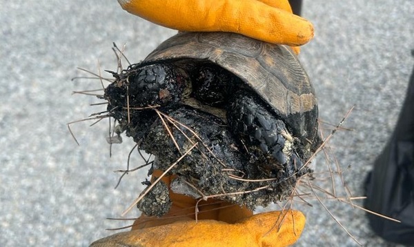 Zifte bulanmışlardı! İşte o kaplumbağaların son hali