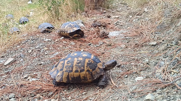 Foto - Zifte bulanmışlardı! İşte o kaplumbağaların son hali