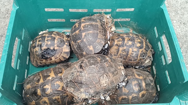 Foto - Zifte bulanmışlardı! İşte o kaplumbağaların son hali