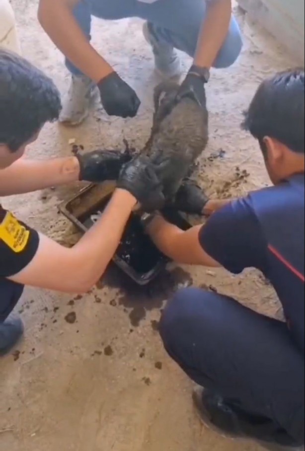 Foto - Ziftte mahsur kalan 2 yavru köpeği itfaiye kurtardı