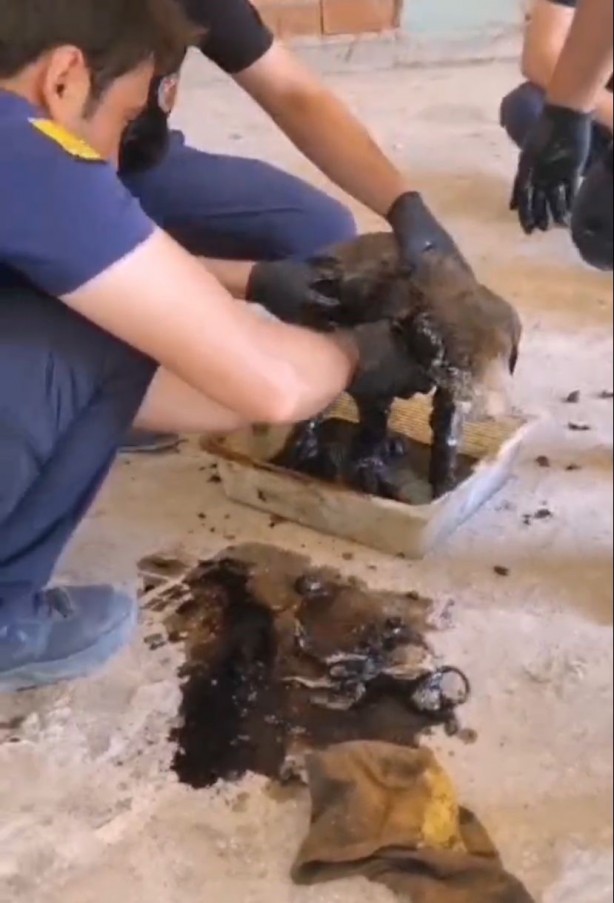 Ziftte mahsur kalan 2 yavru köpeği itfaiye kurtardı