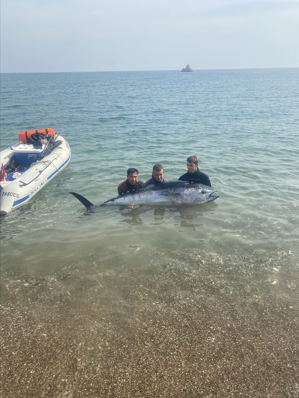 Foto - Zıpkınla 150 kilogramlık orkinos avlandı! İşte o görüntüler