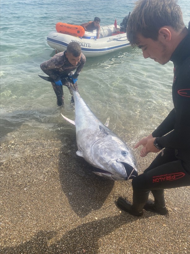Foto - Zıpkınla 150 kilogramlık orkinos avlandı! İşte o görüntüler