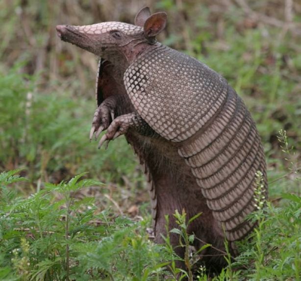 Foto - Zırhlı hayvan Armadillo