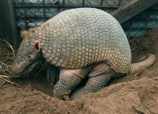 Foto - Zırhlı hayvan Armadillo