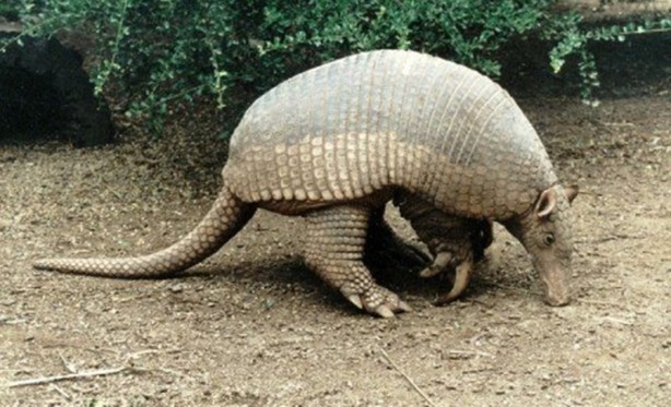 Foto - Zırhlı hayvan Armadillo