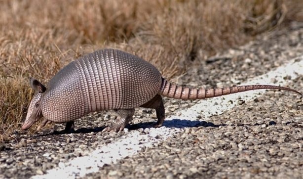 Foto - Zırhlı hayvan Armadillo
