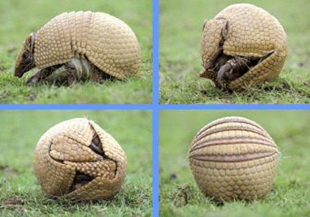 Foto - Zırhlı hayvan Armadillo