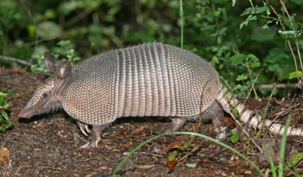 Zırhlı hayvan Armadillo