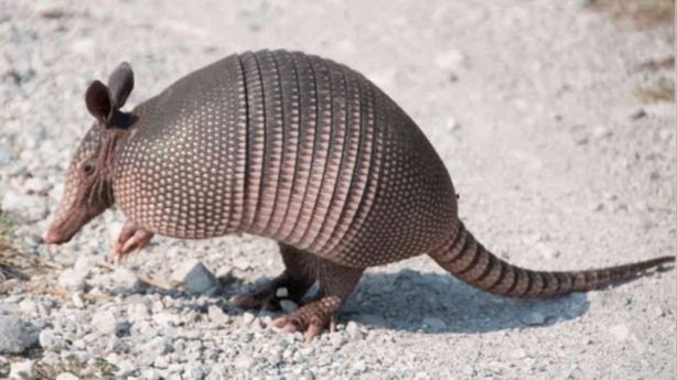 Foto - Zırhlı hayvan Armadillo