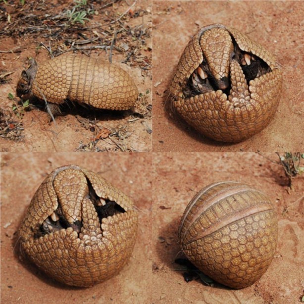 Foto - Zırhlı hayvan Armadillo