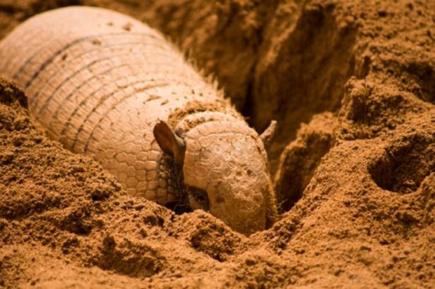 Foto - Zırhlı hayvan Armadillo