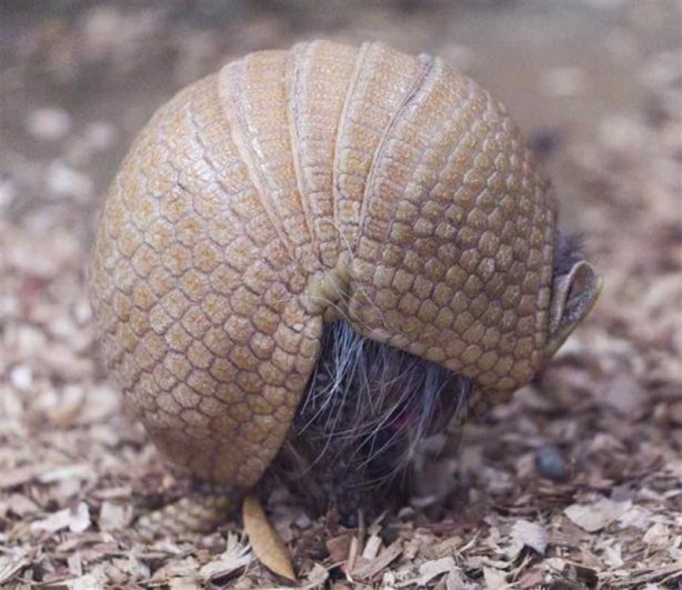 Foto - Zırhlı hayvan Armadillo