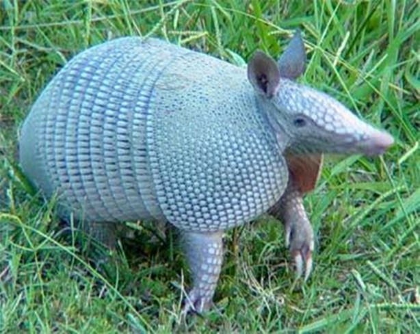 Foto - Zırhlı hayvan Armadillo