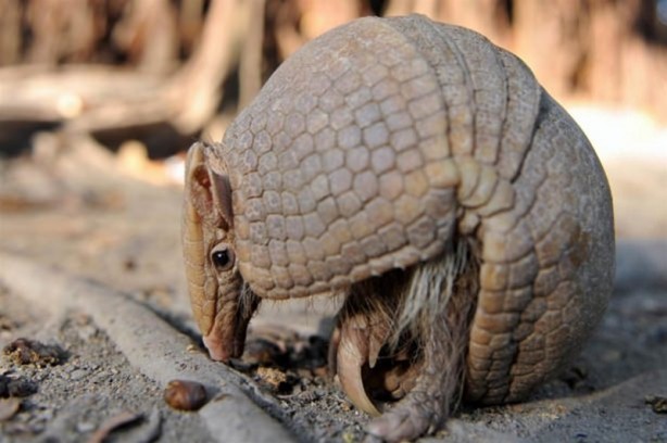 Foto - Zırhlı hayvan Armadillo