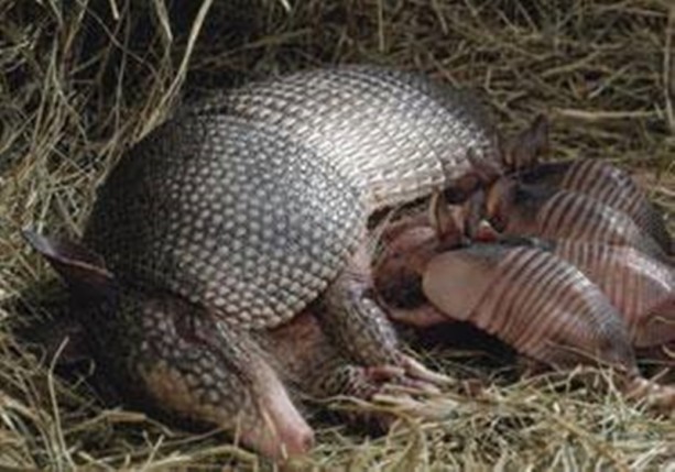 Foto - Zırhlı hayvan Armadillo