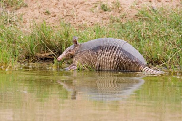 Foto - Zırhlı hayvan Armadillo