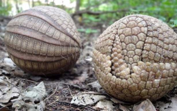 Foto - Zırhlı hayvan Armadillo