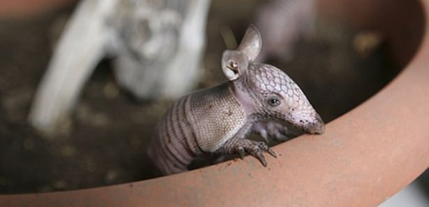 Foto - Zırhlı hayvan Armadillo