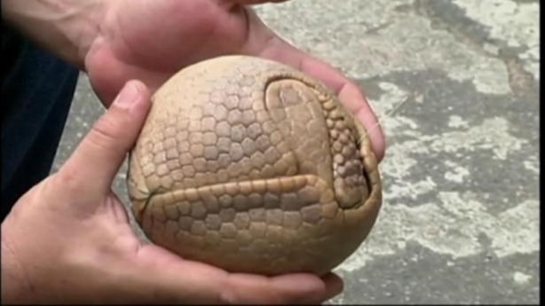 Foto - Zırhlı hayvan Armadillo